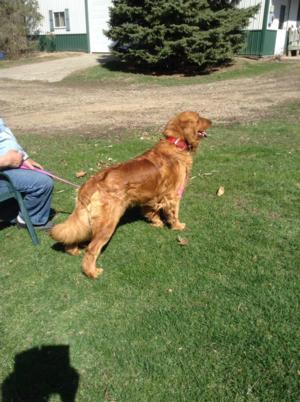 <p>Nixon: Medium colored Sire</p>